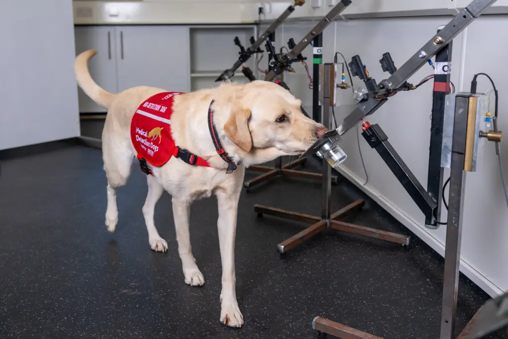 سگ‌ها بیماری سرطان را تشخیص می‌دهند