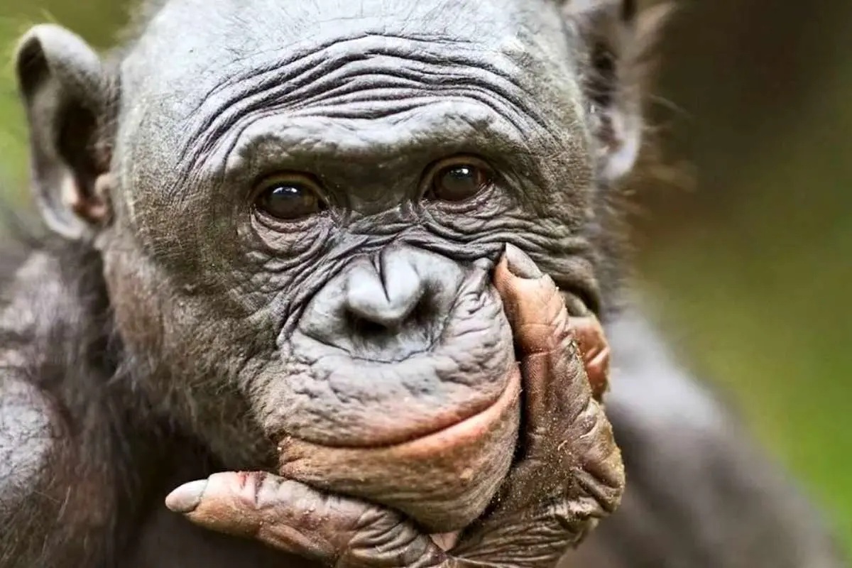 پژوهش جدید: میمون‌ها مثل انسان‌ها تخیل می‌کنند