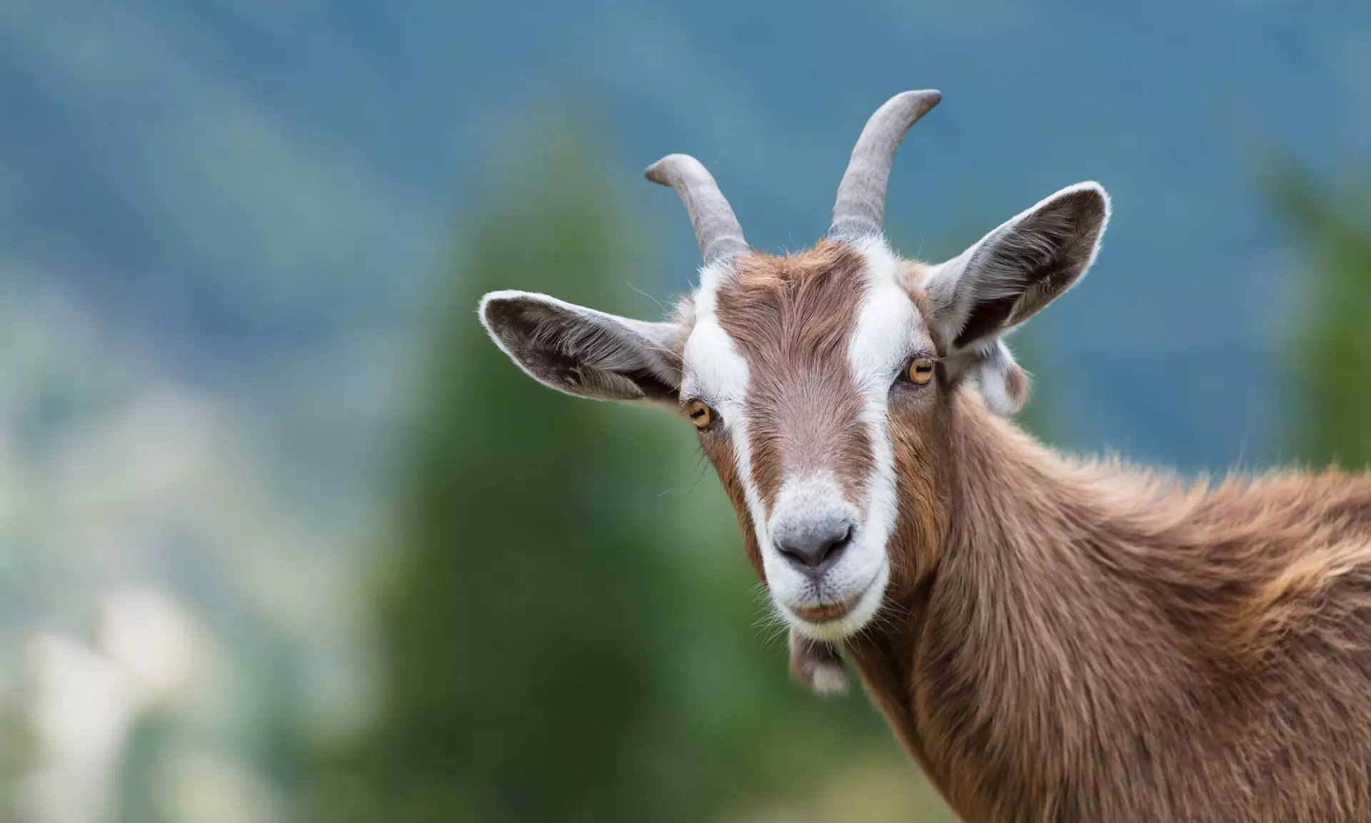 جوان افغانستانی در فرانسه به اتهام آزار حیوانات بازداشت شد