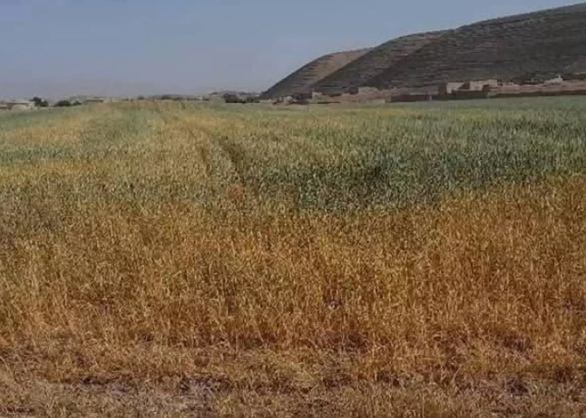 مصرف بی‌رویه دواهای کیمیاوی در بادغیس جان و خاک را تهدید می‌کند