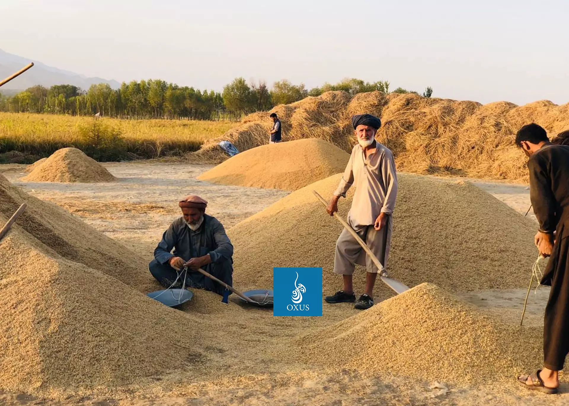 تغییرات اقلیمی، حاصل کشاورزان تخاری را کاهش داده است