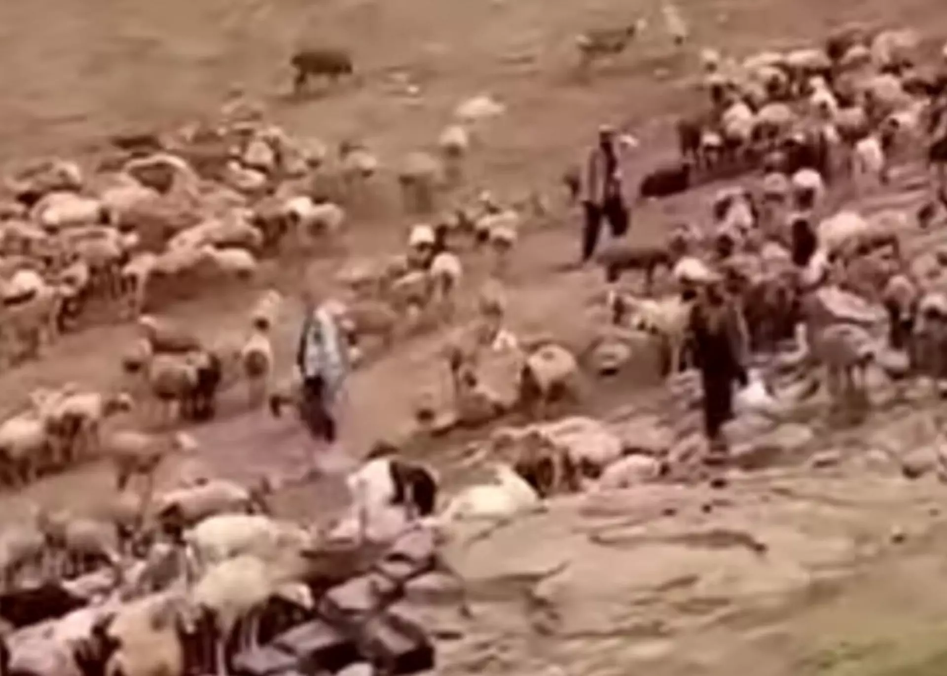 رییس ارتش طالبان و مأموریت حفاظت از گوسفندان