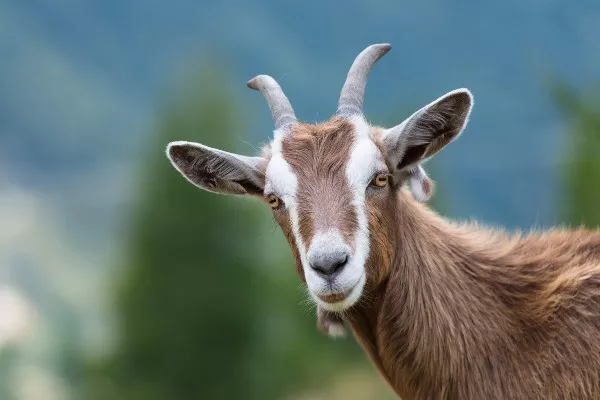 جوان افغانستانی در فرانسه به اتهام آزار حیوانات بازداشت شد