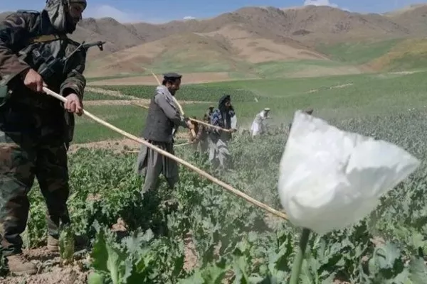 ممنوعیت بدون بدیل طالبان؛ کشاورزان بدخشان میان فشار و معیشت گرفتار مانده‌اند