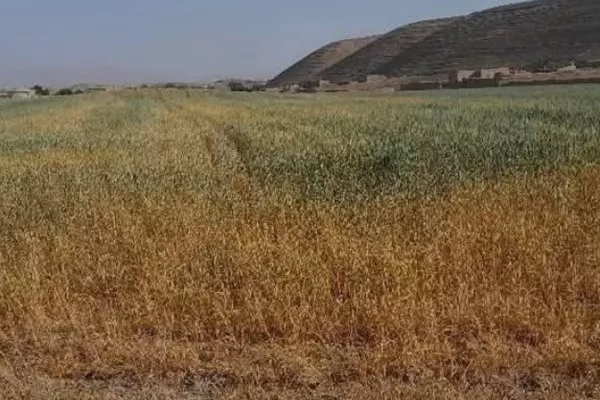 مصرف بی‌رویه دواهای کیمیاوی در بادغیس جان و خاک را تهدید می‌کند