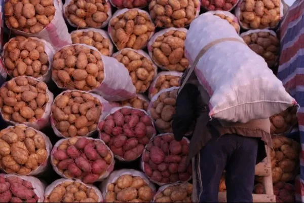 روز جهانی کچالو؛ کچالو در کجا کشف شد و چگونه به افغانستان رسید؟