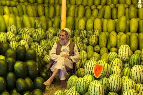 کشاورزان بغلان: افزایش تولید خربوزه و تربوز، سودی برای ما نداشته است
