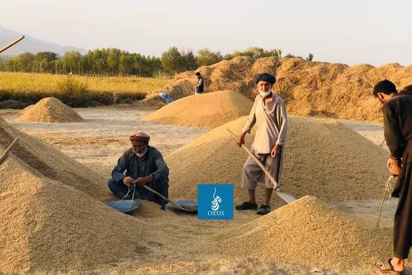 تغییرات اقلیمی، حاصل کشاورزان تخاری را کاهش داده است