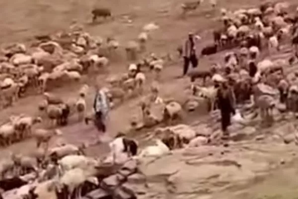 رییس ارتش طالبان و مأموریت حفاظت از گوسفندان