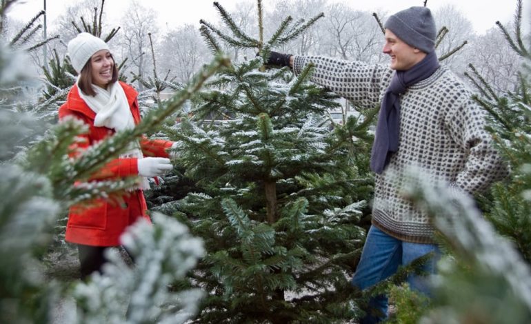 جلوگیری از چانه‌زنی؛ قیمت درخت کریسمس در وین ثابت شد