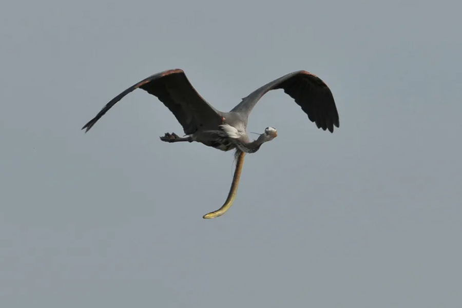 لحظهی بیرون آمدن یک مارماهی از داخل معدهی یک حواصیل