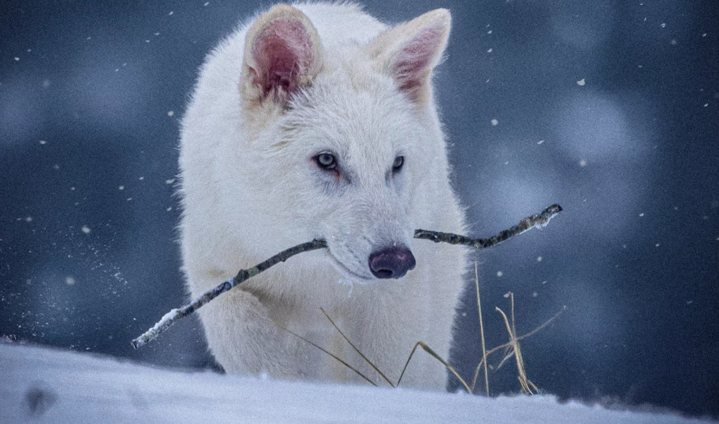 بازگشت گرگ وحشت به زمین؛ دانشمندان پس از ۱۰ هزار سال گونه‌ی منقرض‌شده را بازسازی کردند