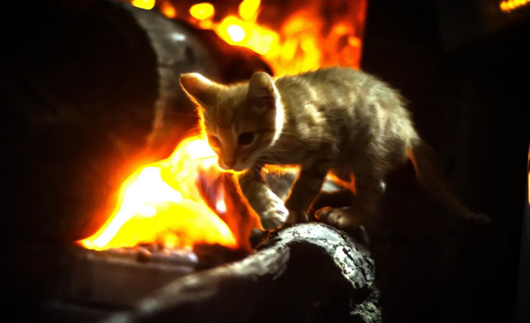 آتش‌سوزی در خانه‌ای در اتریش؛ یک گربه جان صاحبان خود را نجات داد