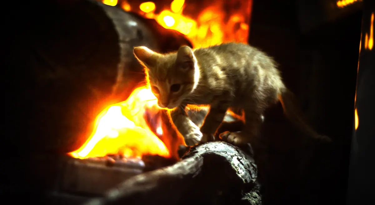 آتش‌سوزی در خانه‌ای در اتریش؛ یک گربه جان صاحبان خود را نجات داد