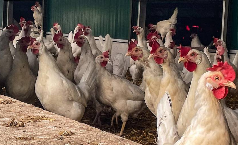 کشاورز اتریشی: شب سال نو آتش‌بازی نکنید، حیوانات من می‌ترسند